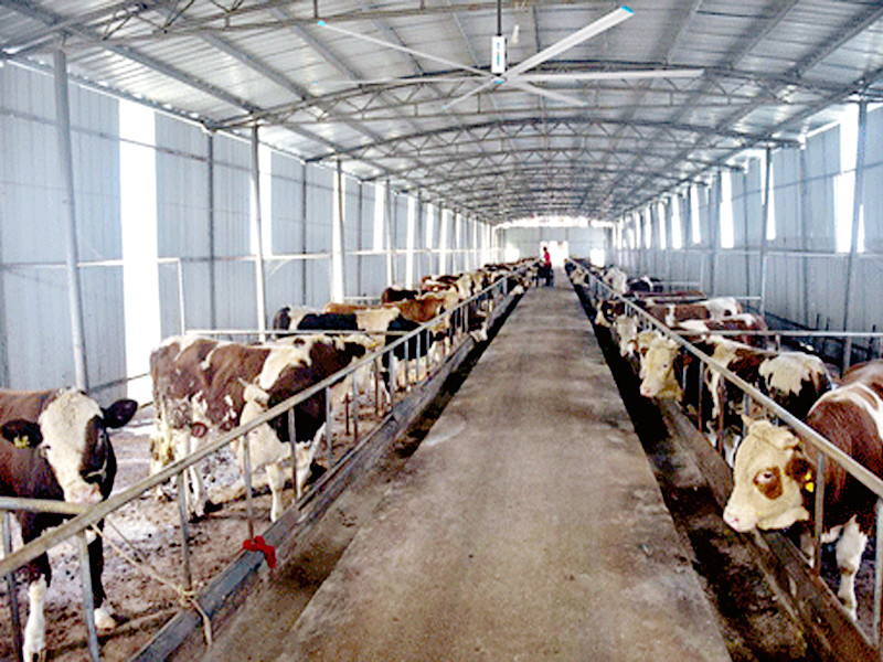 奶牛場通風(fēng)降溫,奶牛場降溫通風(fēng),瑞泰風(fēng)工業(yè)大風(fēng)扇,瑞泰風(fēng)扇機組合 奶牛場通風(fēng)降溫,奶牛場降溫通風(fēng),瑞泰風(fēng)工業(yè)大風(fēng)扇,瑞泰風(fēng)扇機組合